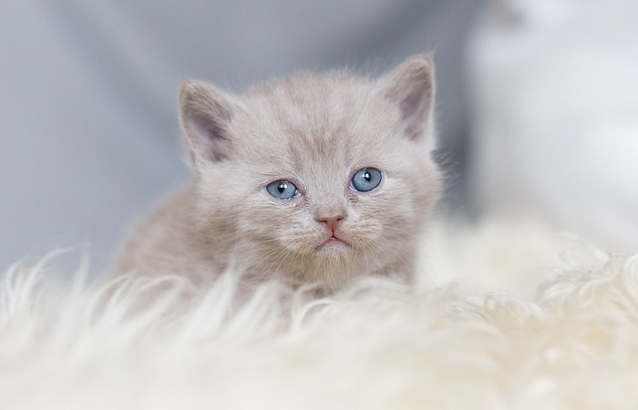 Kenapa Kucing Anda Tidak Mau Makan, Kenali Penyebabnya