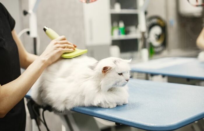 Tips Praktis Grooming Kucing di Rumah Saja