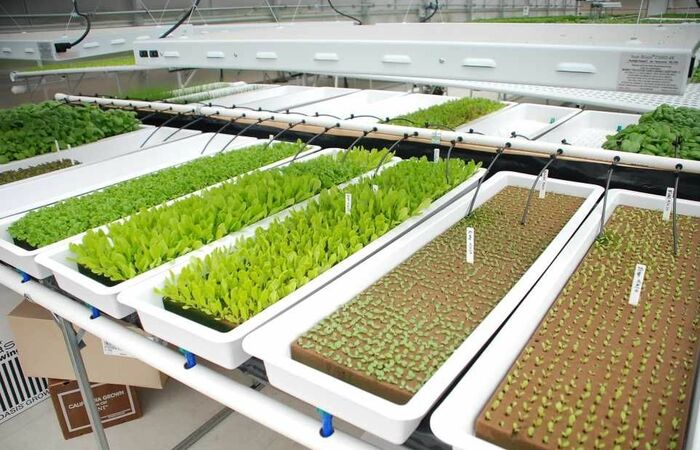 Sedang Viral Petani Tradisional di Indonesia Melakukan Budidaya Selada Hidroponik