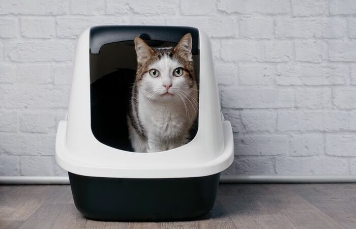 Tips Praktis Membersihkan Bau Bekas Kotoran Kucing di Rumah